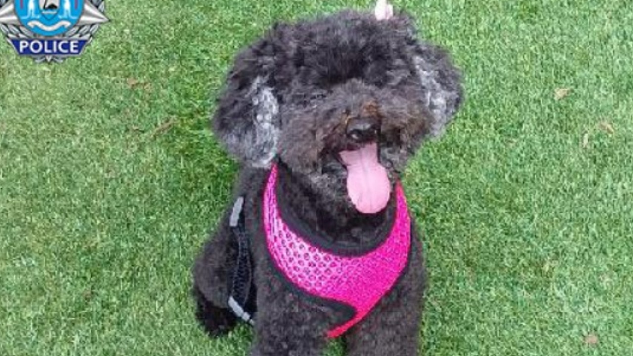 WA Police say blind, 11-year-old dog Gemma was stolen from Perth streets. Picture: WA Police