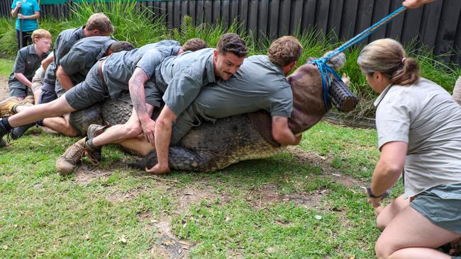 Elvis thrashes and the chock comes loose and hits Mr Collett. Picture: Australian Reptile Park