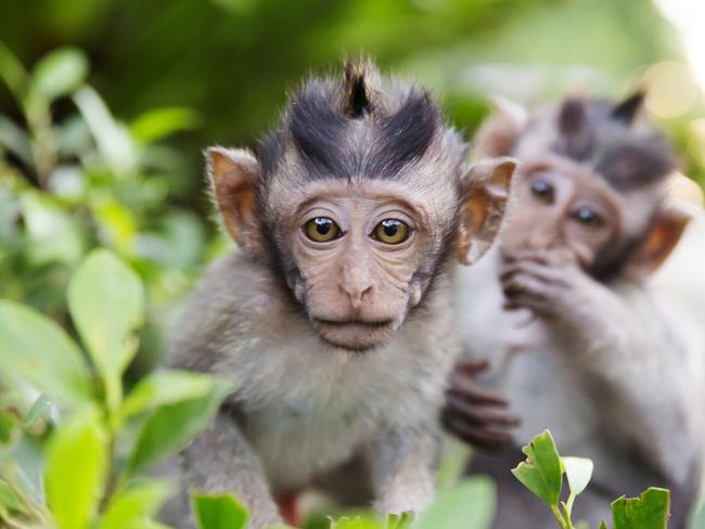 Bali: Uluwatu Temple macaques steal tourists’ things, ransom them for ...