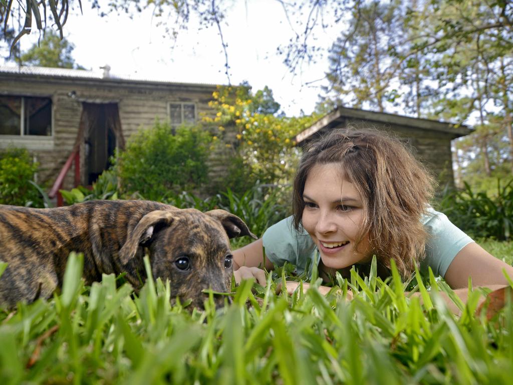 Welfare groups are calling for a national approach to pet ownership. Picture: Brad Cooper.