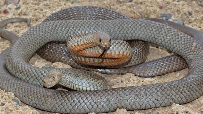 Some of the eastern brown snakes rescued by Rob Ambrose in Rouse Hill.