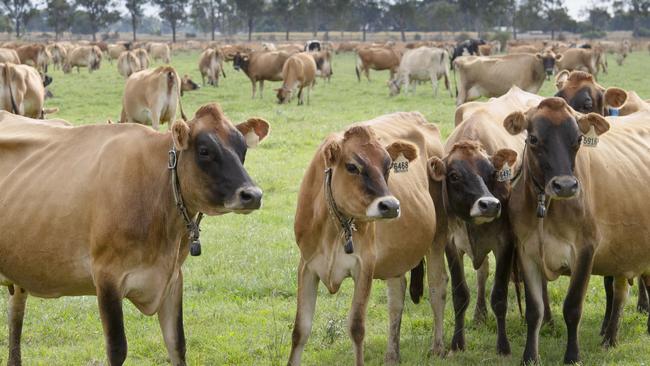 DAIRY: Dairy farmers Bill and Andrew CochraneDairy farmers Bill and son Andrew Cochrane. Jersey coes.PICTURED: Generic farm. Jersey cow. Dairy cow. Stock Photo.Picture: Zoe Phillips