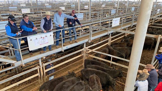 Selling action at the Wodonga cattle sale today where prices were cheaper.