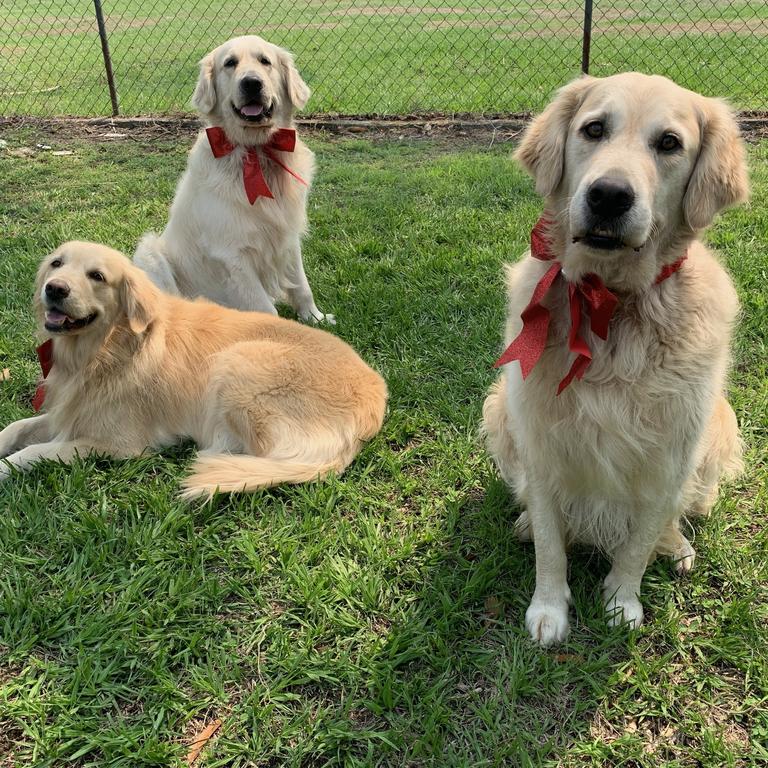 Archie, Misty and Olly showing they are on Santa’s nice list. Picture: Samantha Oswald