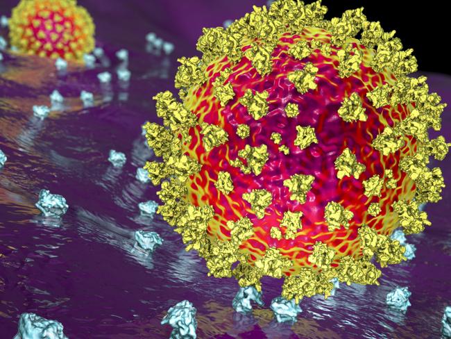 SARS-CoV-2 virus binding to ACE2 receptors on a human cell, the initial stage of COVID-19 infection, scientifically accurate 3D illustration