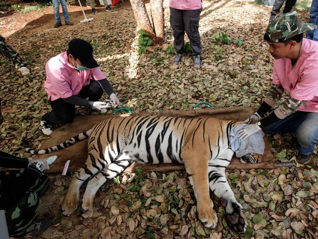 40 lifeless tiger cubs discovered in Thailand temple's freezer