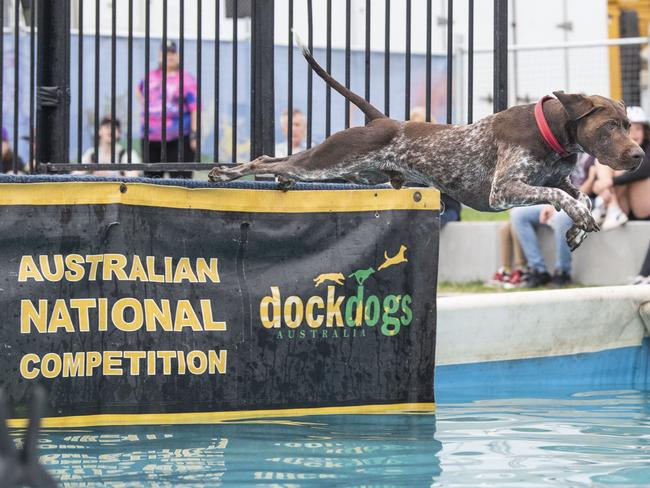 Morgan Rae's Yogi competes in dock dogs. Toowoomba Royal Show. Saturday, April 1, 2023. Picture: Nev Madsen.