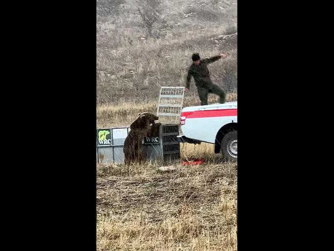 Terrifying moment rescued bear turns on ranger when released