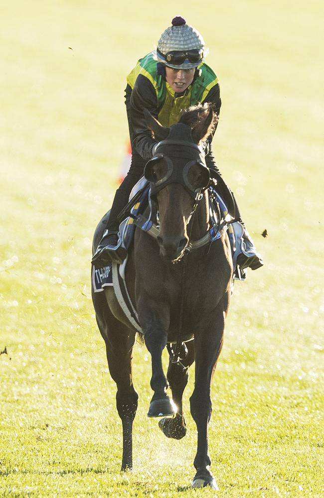 The Chosen One during a trackwork session at Flemington. (Photo by Daniel Pockett/Getty Images)