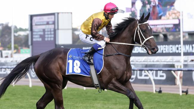 Foxy Cleopatra is well fancied in the Cranbourne Cup.