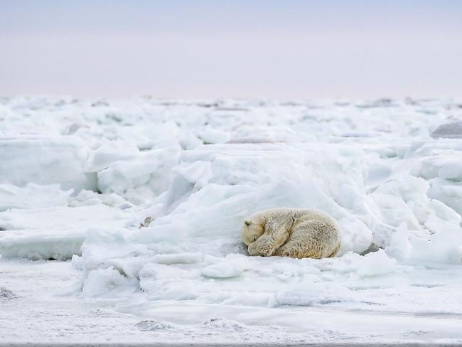 Nap Time by Susan Portnoy. “Each day we’d walk for miles searching for wildlife. We came across this young lady a few moments before this photo was taken,” she said. “Her head was up and she was looking around. But when she curled up in this fetal position, my heart just melted.” Picture: Susan Portnoy/National Geographic Travel Photographer of the Year Contest