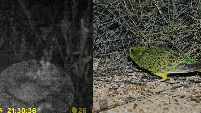 Camera trap image compared to a photo of the bird taken by John Young during his initial discovery. <br/>Picture: Australian Wildlife Conservancy