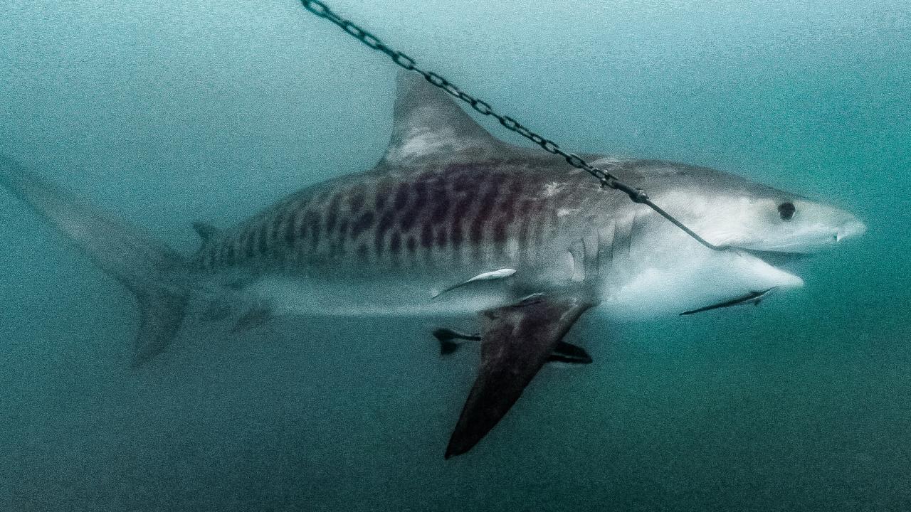 Qld Government loses Great Barrier Reef shark culling appeal | news.com ...