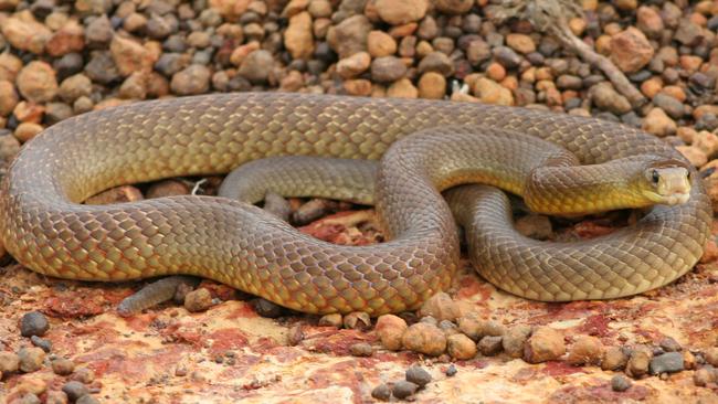 As snakes come out for summer, here are five venomous species you ...