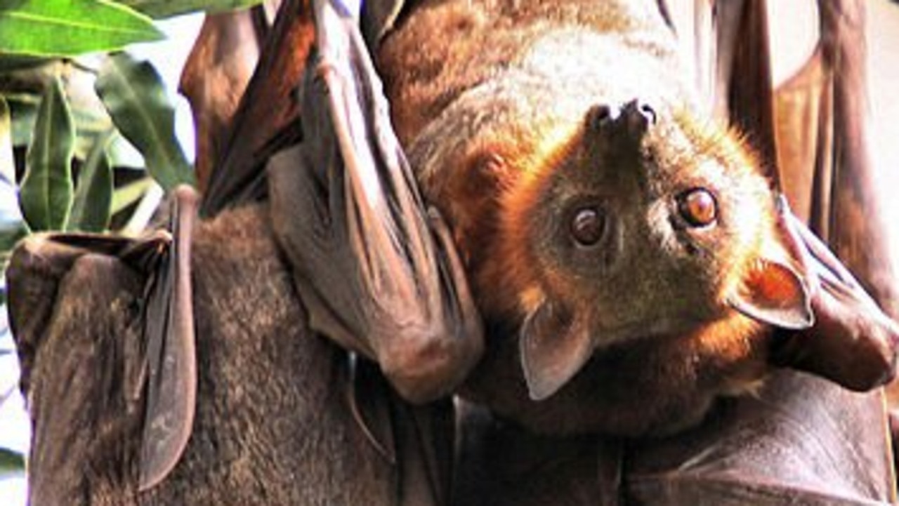 A North Burnett woman launched a petition with the state government begging lawmakers to change environmental legislation to allow for more flexible methods when dealing with “plagues” of little red flying foxes. Photo Contributed