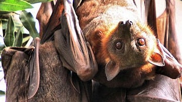 A North Burnett woman launched a petition with the state government begging lawmakers to change environmental legislation to allow for more flexible methods when dealing with “plagues” of little red flying foxes. Photo Contributed