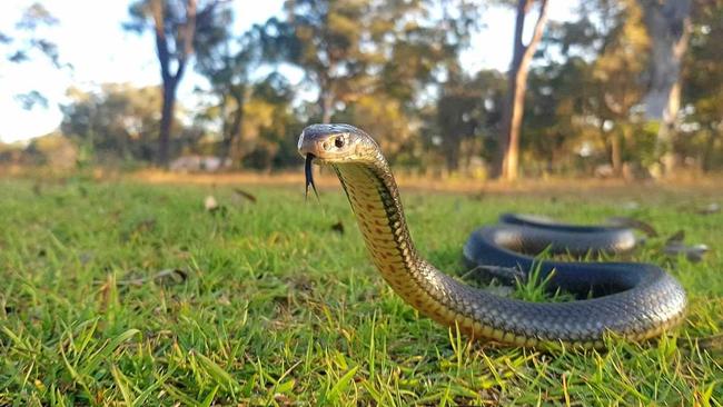 A healthy Eastern Brown snake. Picture: Samuel Hunt