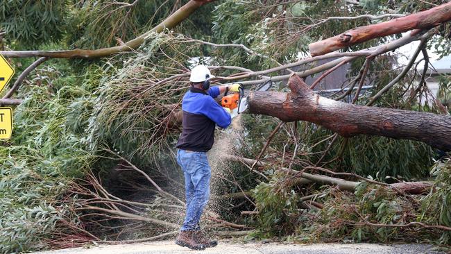 Some students couldn’t make it to school after trees fell on Old Geelong Road and Fellows Road in Point Lonsdale. Picture: Mike Dugdale