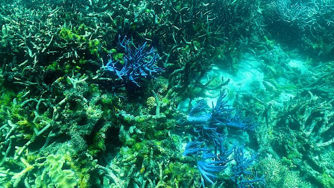 Coral in the Great Barrier Reef in March this year. Picture: AFP