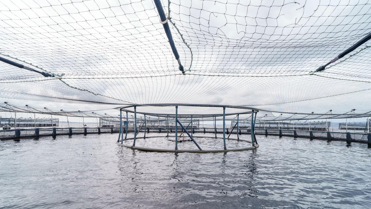 Salmon pens. Picture: NewsWire / Supplied