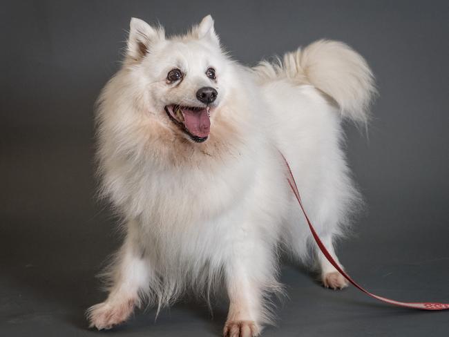 Japanese 2024 spitz victoria