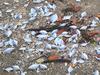 1km trail of death: More than 1000 fish wash up on Qld beach