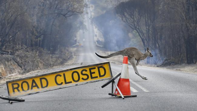 A kangaroo hops across a closed road near Mallacoota after the devastating fires. Picture: David Caird