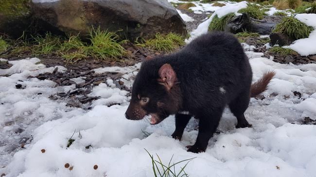 A Tasmanian devil in the snow at Cradle Mountain. Picture: Devils at Cradle