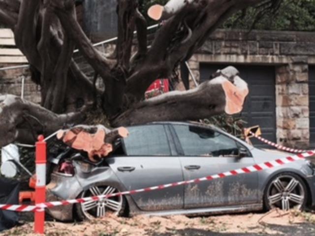 A large tree is being cleared from darling Point Rd after it crushed a car.