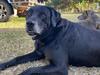 Kamerunga croc captured after horrific attack on family dog