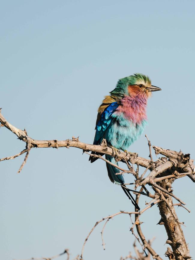 A lilac-breasted roller.