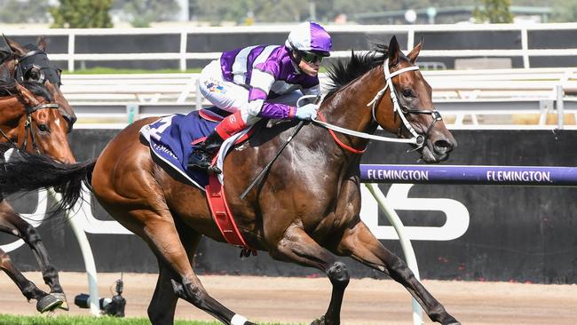 Riff Rocket is among Chris Waller’s 21 nominations. Picture: Brett Holburt/Racing Photos via Getty Images