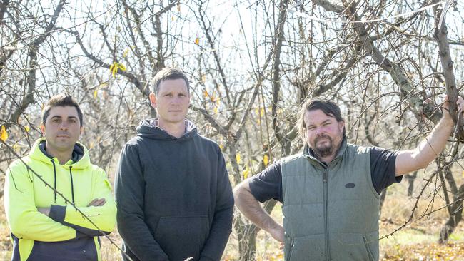 NEWS: SPC Growers Matthew CornishPICTURED: SPC Growers L-R Dom Grasso, Brodie Jaques and  Matthew Cornish in his orchard.Picture: Zoe Phillips