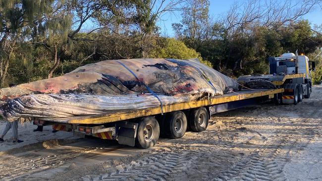 The mammoth task of disposing of an 18 tonne dead whale near Rainbow Beach has fallen to a Clayton’s Towing . Picture: DES