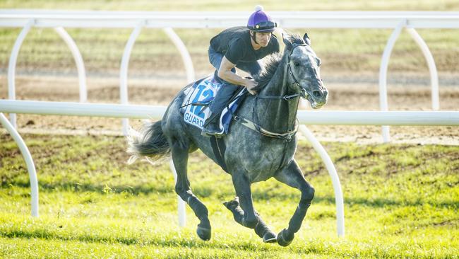 LAST CHANCE: Former import Guardini will try and sneak into Tuesday’s Melbourne Cup via the Lexus Stakes. Picture: Colleen Petch