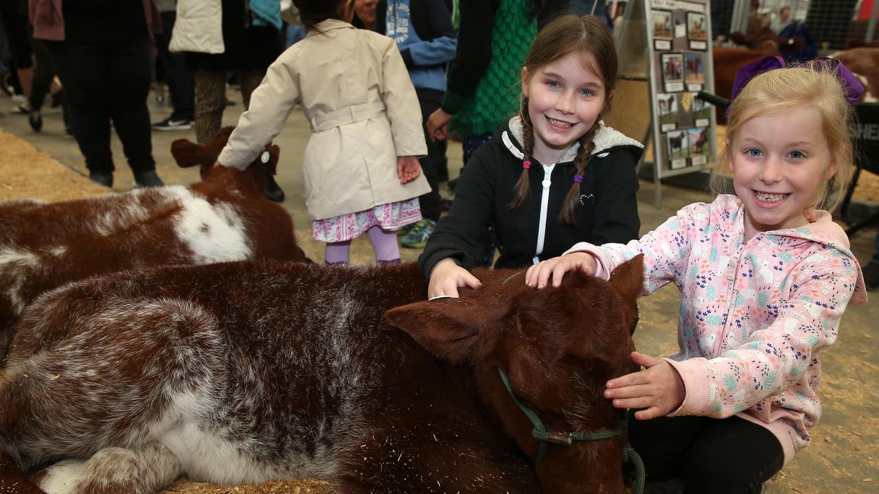 Chloe, 10, and Aleisha Young, 7, from Oearcedale, with Finley High School calf at the Royal Melbourne Show. Picture: Yuri Kouzmin