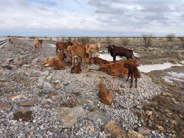 Eddington Station has lost 70 per cent of its 1000-strong herd. Picture: Rae Stretton