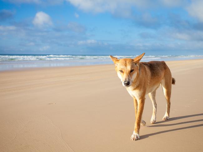 A dingo walking along 75 mile beach on Fraser Island on a sunny day
