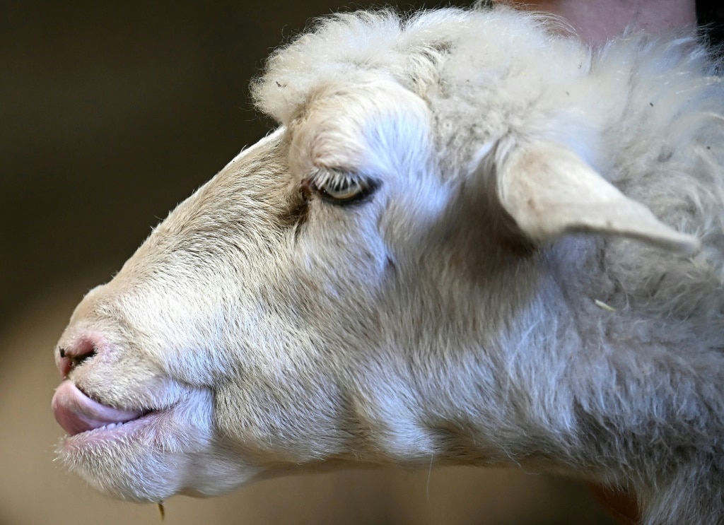 Sardinia’s sheep farmers battle bluetongue as climate warms