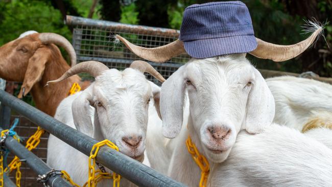 Goats will act as living lawnmowers for the nearby bushland at Belgrave Station. Picture: Jay Town