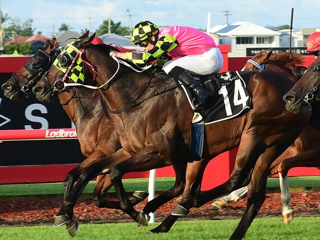 Volcanic Love is out to book his place in the Country Championship Final with a win in the Qualifier at Lismore.. Picture: Grant Peters, Trackside Photography