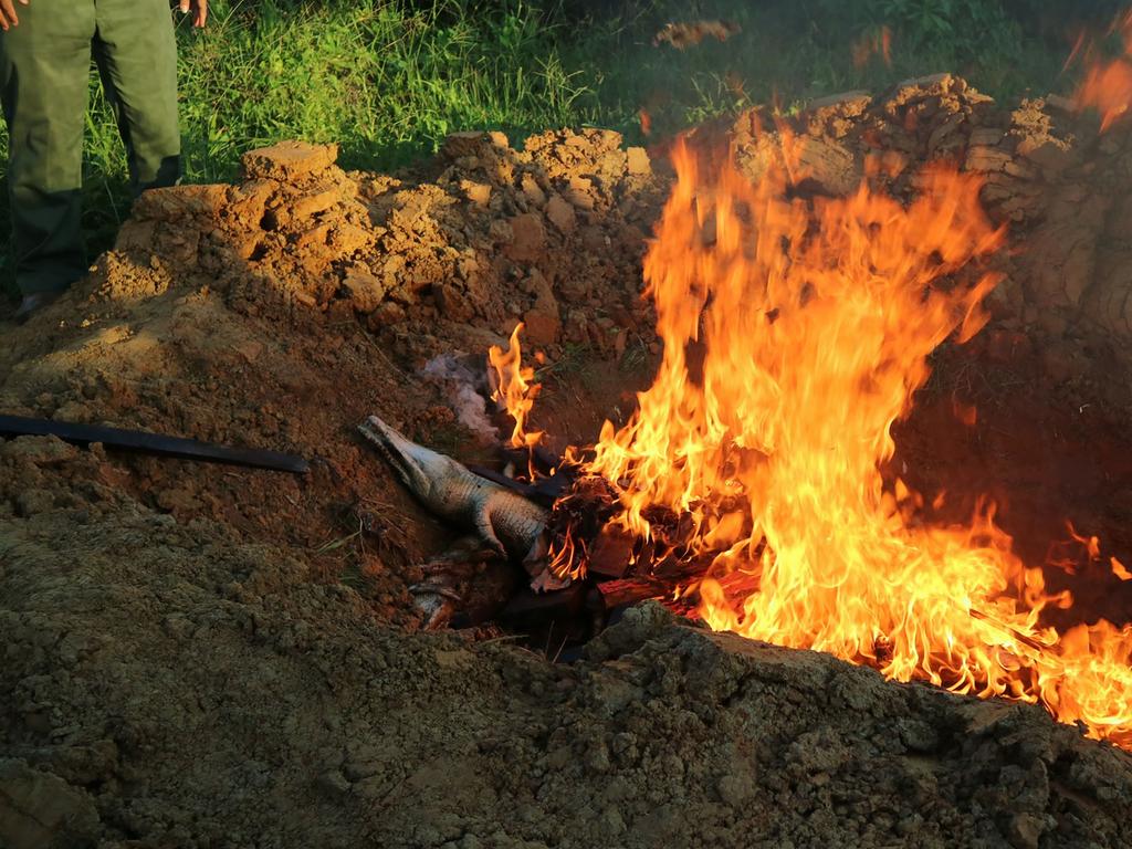 Crocodile carcasses are set alight in a pit filled with wood in Sorong, Papua province on July 17, 2018, after nearly 300 crocodiles at a breeding farm on July 14 were killed by an angry mob. Indonesia burned the carcasses of nearly 300 protected crocodiles slaughtered by an angry mob in an act of revenge over the death of a local man, authorities said July 17. / AFP PHOTO / SKYLA