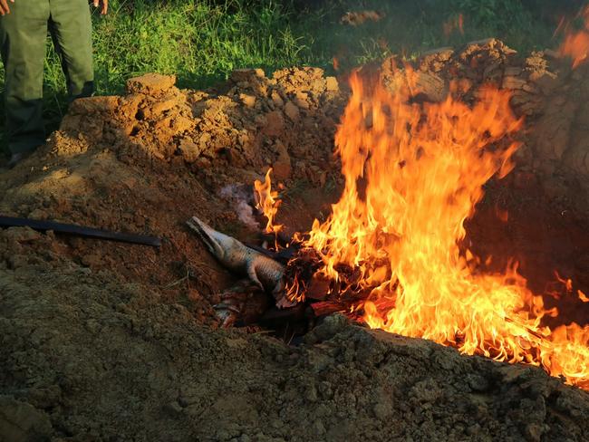 Crocodile carcasses are set alight in a pit filled with wood in Sorong, Papua province on July 17, 2018, after nearly 300 crocodiles at a breeding farm on July 14 were killed by an angry mob. Indonesia burned the carcasses of nearly 300 protected crocodiles slaughtered by an angry mob in an act of revenge over the death of a local man, authorities said July 17. / AFP PHOTO / SKYLA