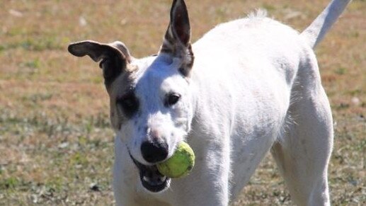 Thelma is pet of the week at Coffs Harbour RSPCA shelter.