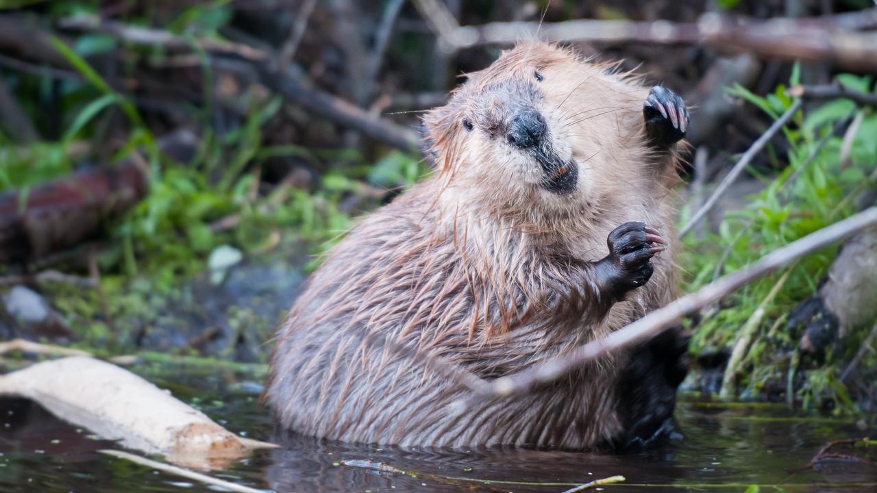 gross-ingredient-in-vanilla-ice-cream-castoreum-comes-from-beavers