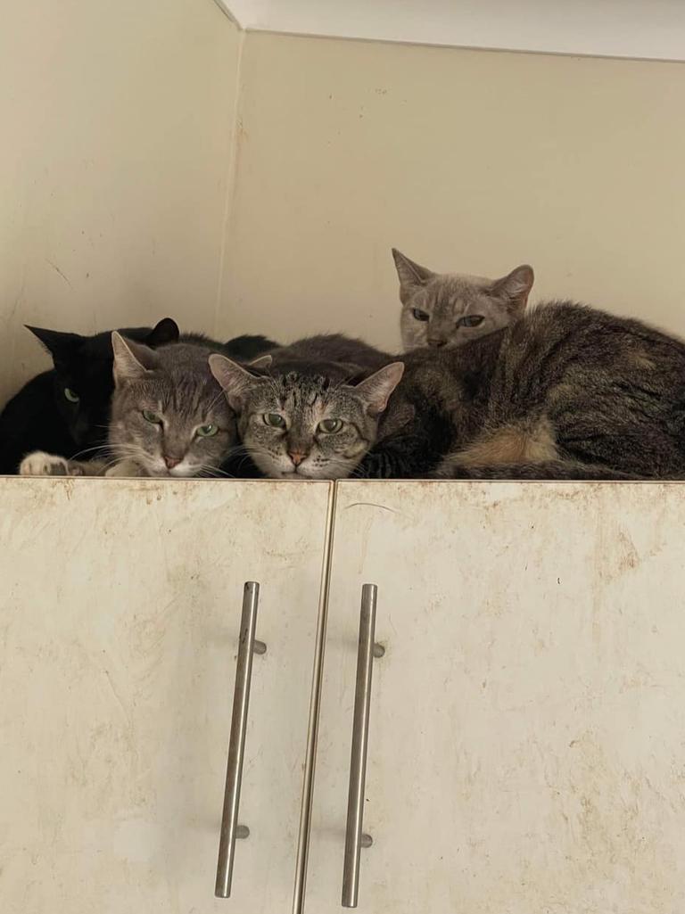 A group of Townsville volunteers found 45 cats living in a house after their owner passed away this week.