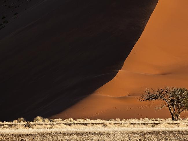 An Acacia tree and sand dune. Picture: Thinkstock