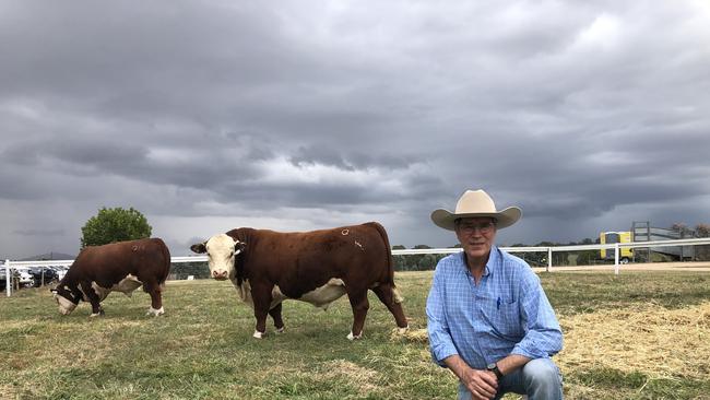 Kanimbla Poll Hereford principal Mark Baker with two bulls that made $12,000 each at the stud’s sale north of Holbrook today. Picture: Fiona Myers