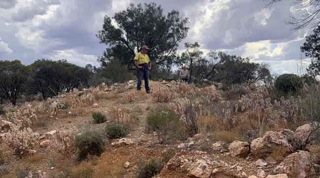 Supervising Geologist Paddy Reidy inspecting quartz veining at Banjo’s Camp. Pic: ARI