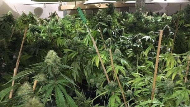 Weed plants seized by police during raids in Casey, Dandenong and Cardinia in March 2019.